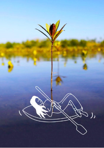 The Mangrove Secret
