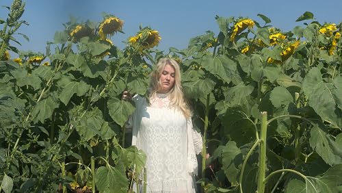 Sunflower Fields