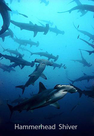 Hammerhead Shiver
