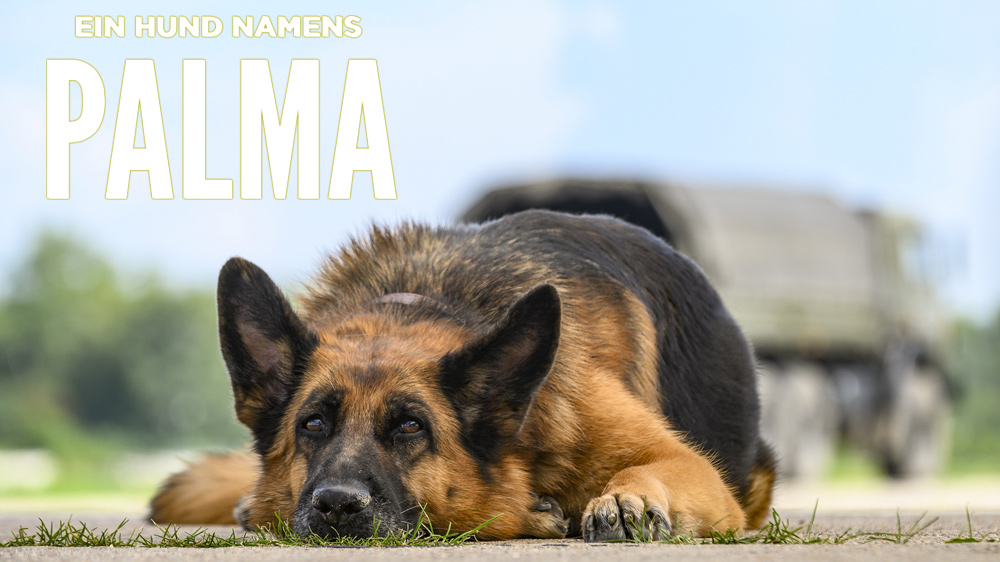 Пальма — кадр 10