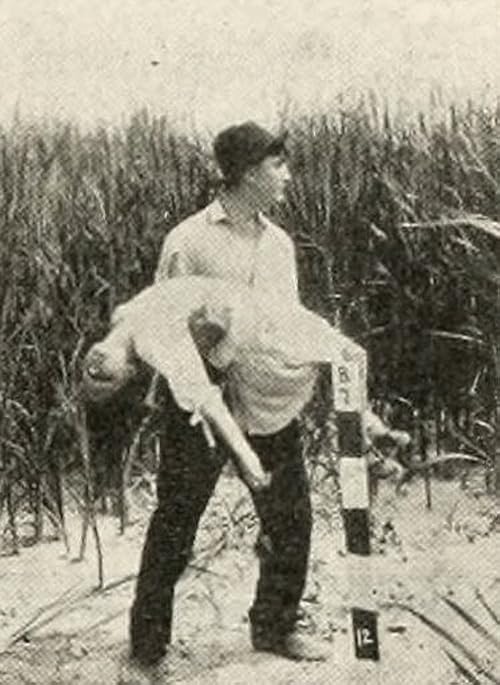 The Toll of the Marshes