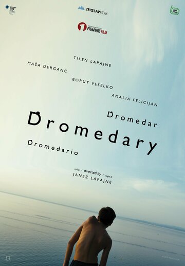 Dromedar