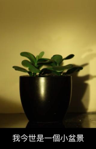 This Life, I am a flower pot