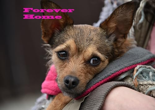 Forever Home