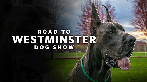 Road to Westminster Dog Show