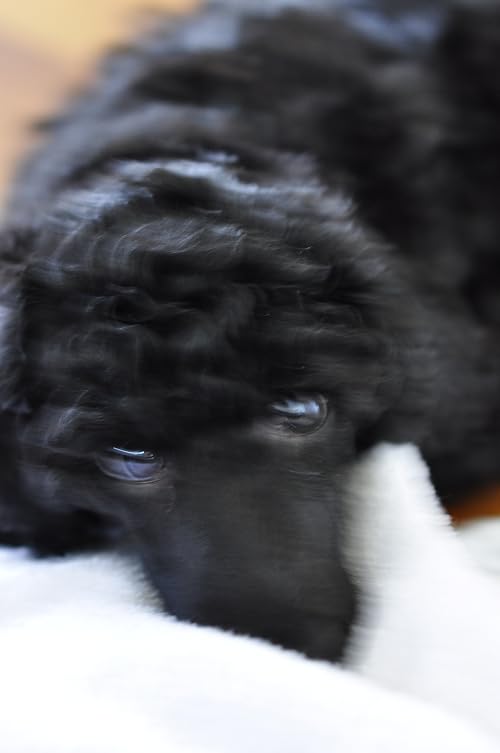 The Dog
