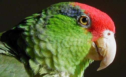 The Parrot Ranch