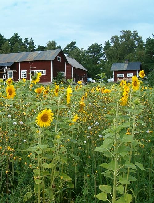 Vägen