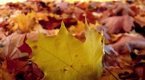 Colors of Autumn