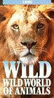Les lions