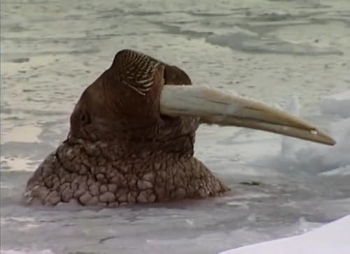 Wildest Arctic