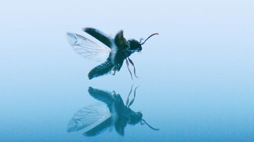 The Beetle