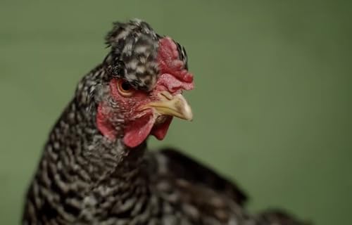 Murder Most Fowl
