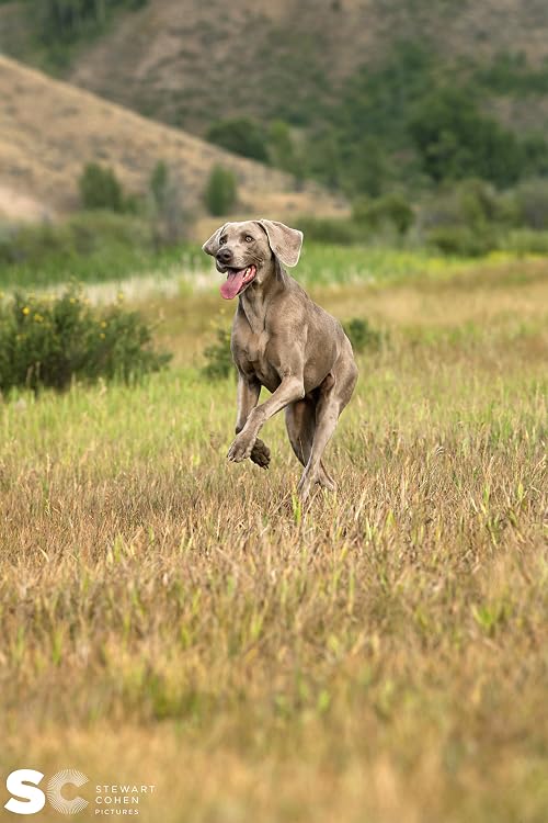 Eukanuba: Magnificence Through Nutrition