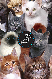 Pittsburgh Pretty Kitties