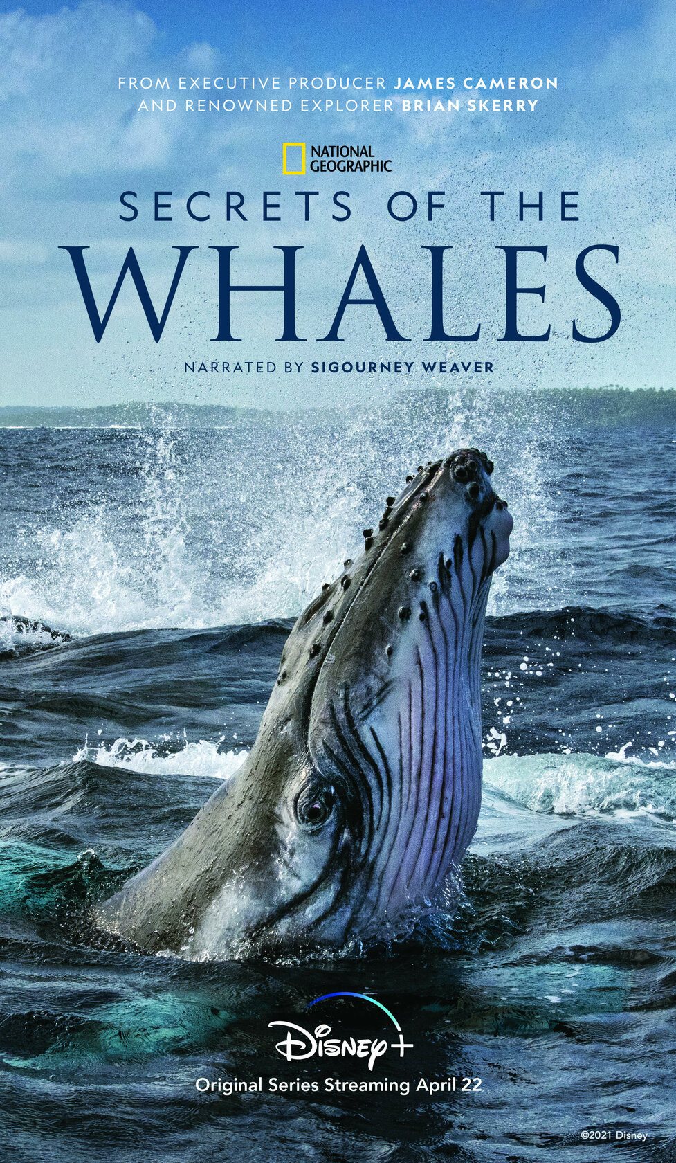 Die geheimnisvolle Welt der Wale
