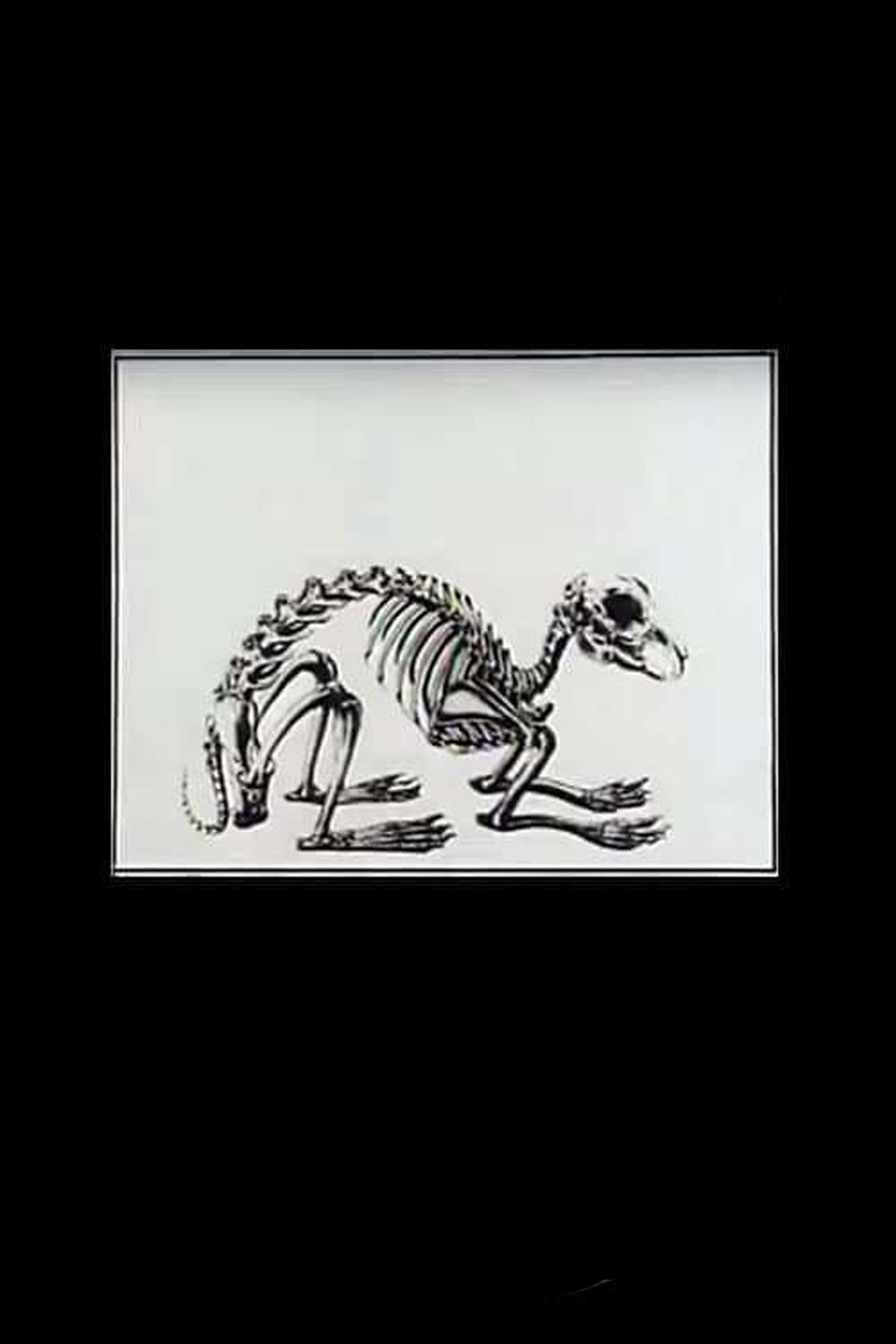 Historia Naturae, Suita