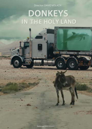 Donkeys in the Holy Land