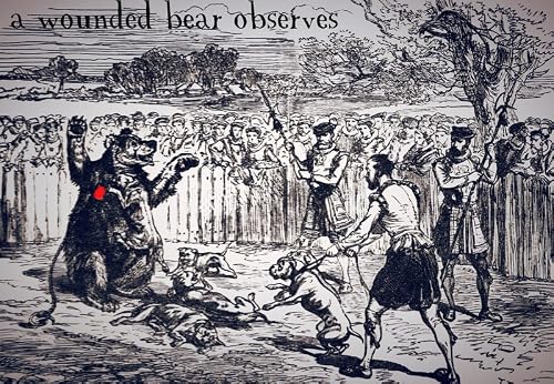 A Wounded Bear Observes