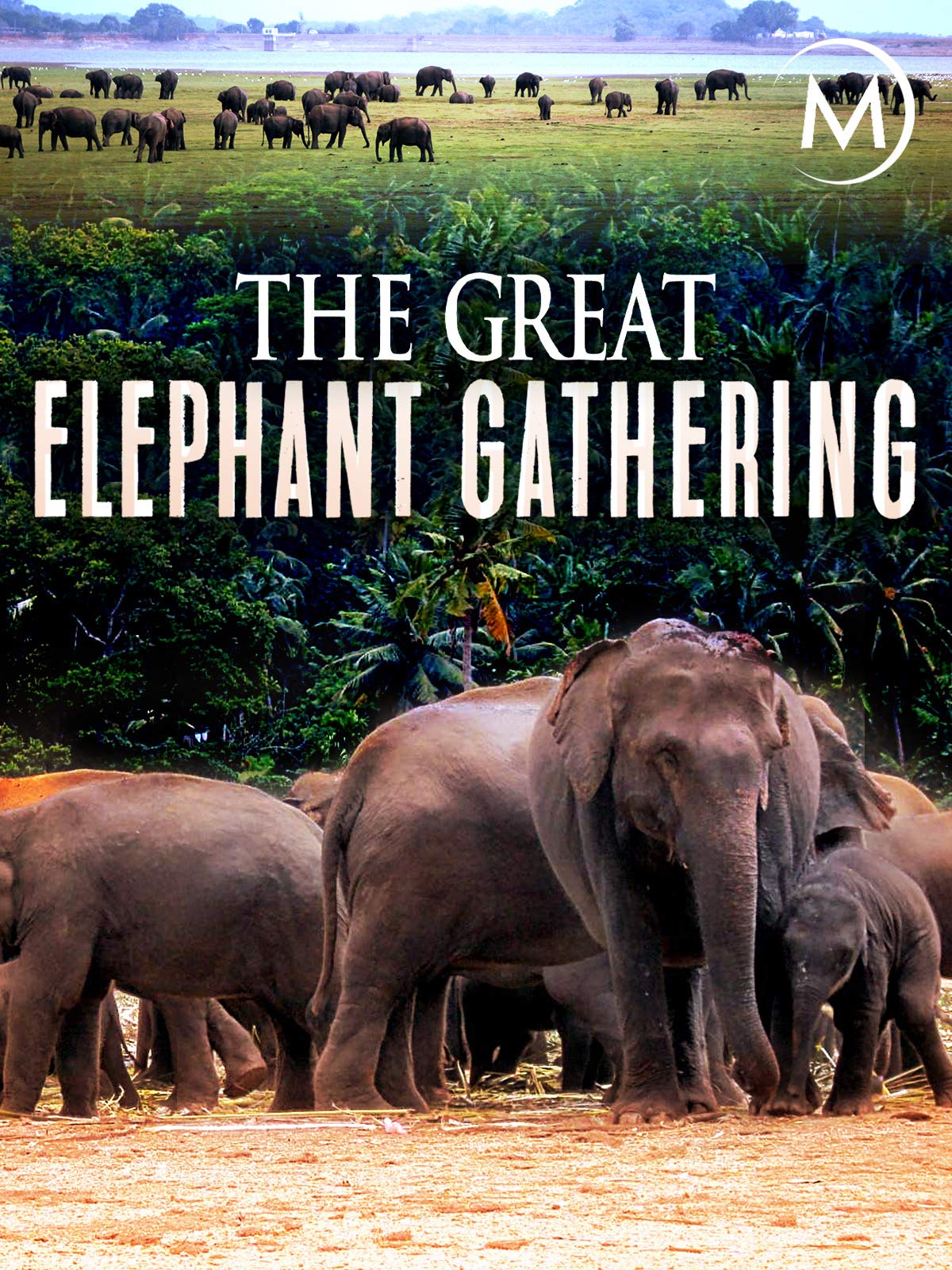 The Great Elephant Gathering