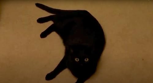 Monster Cat