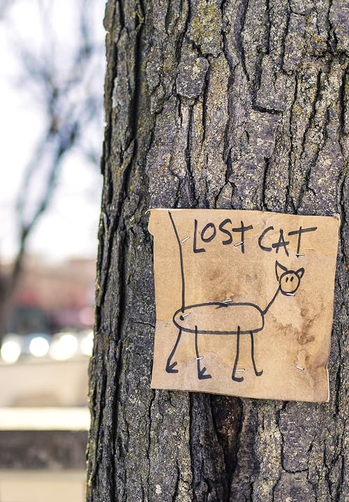 Dude, Where's My Cat?