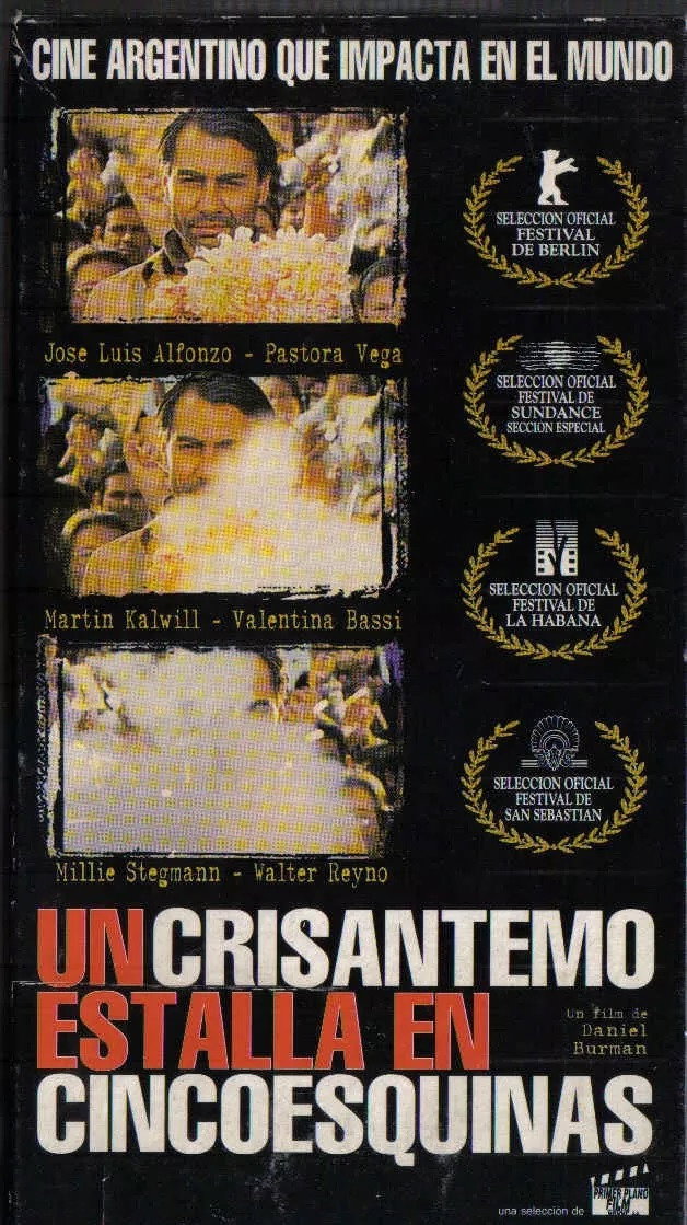 Un crisantemo estalla en cinco esquinas