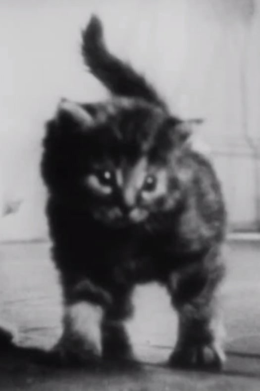 The Private Life of a Cat