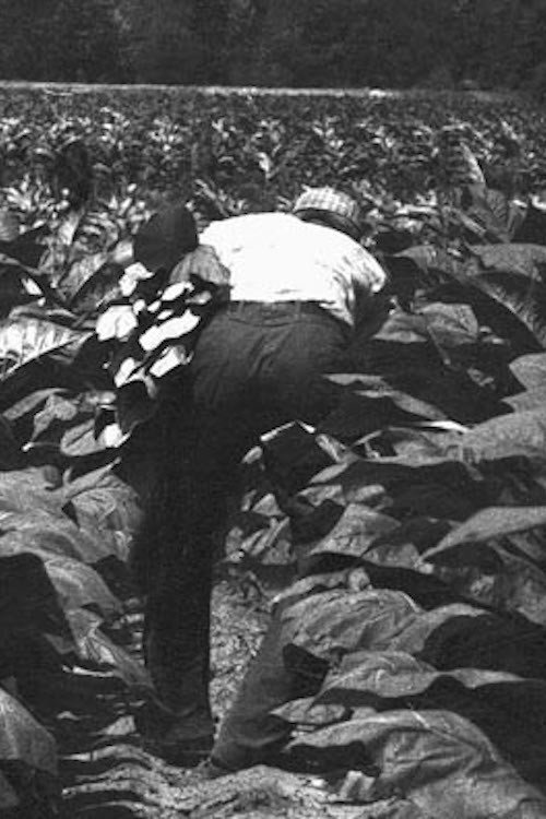 The Back-Breaking Leaf