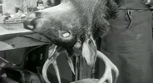 Taxidermy: The Art of Imitating Life