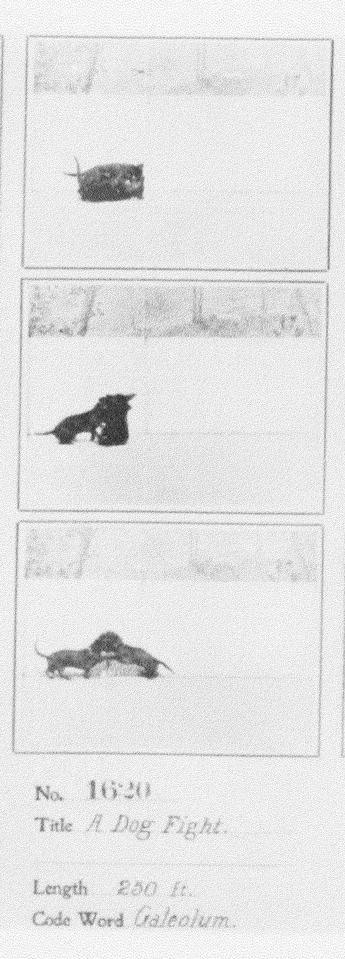 A Dog Fight