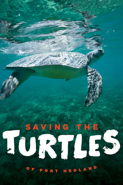 Saving the Turtles of Port Headland