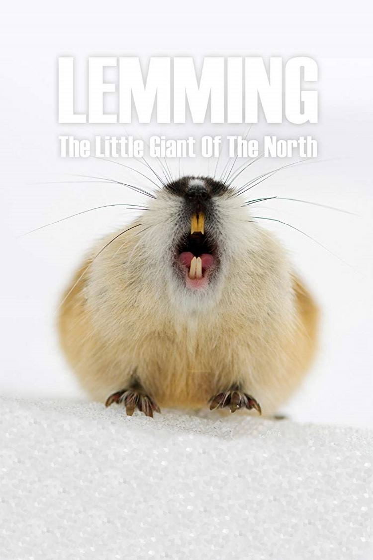 Lemming, the little giant of the North
