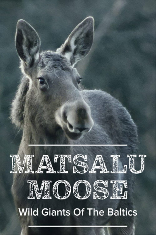 Matsalu Moose - Wild Giants of the Baltics