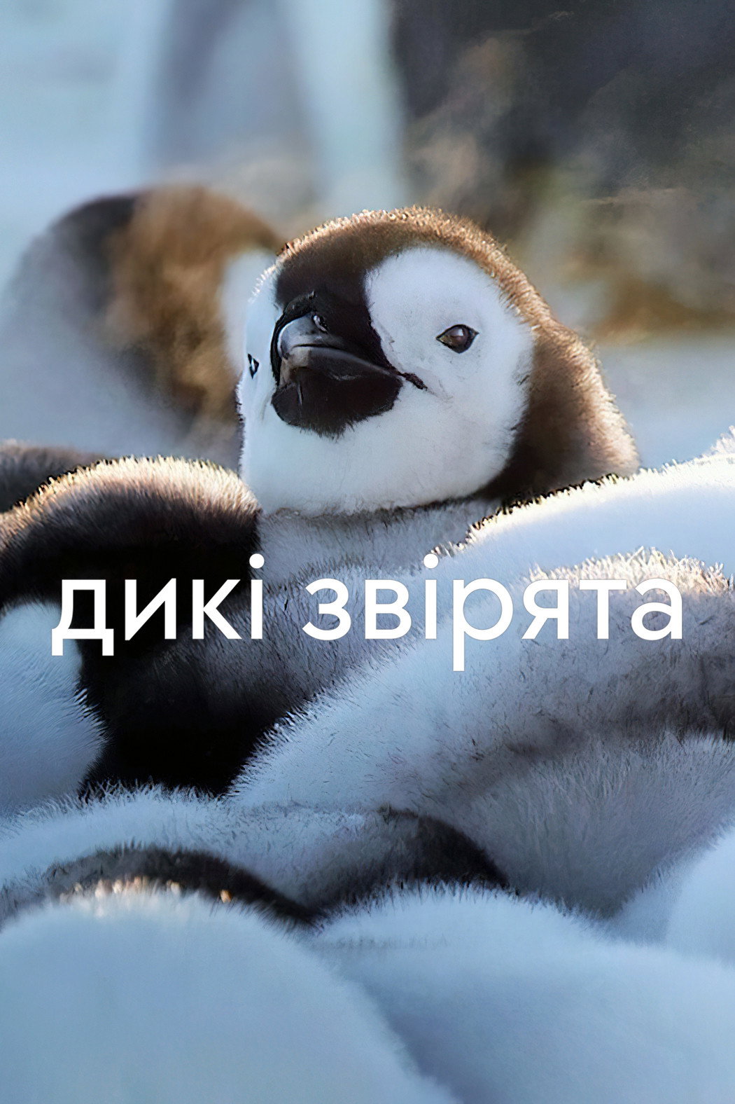 Дикі звірята