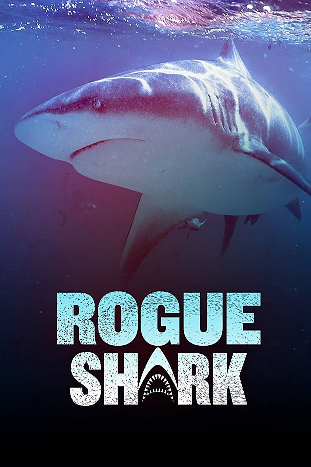 Rogue Shark?