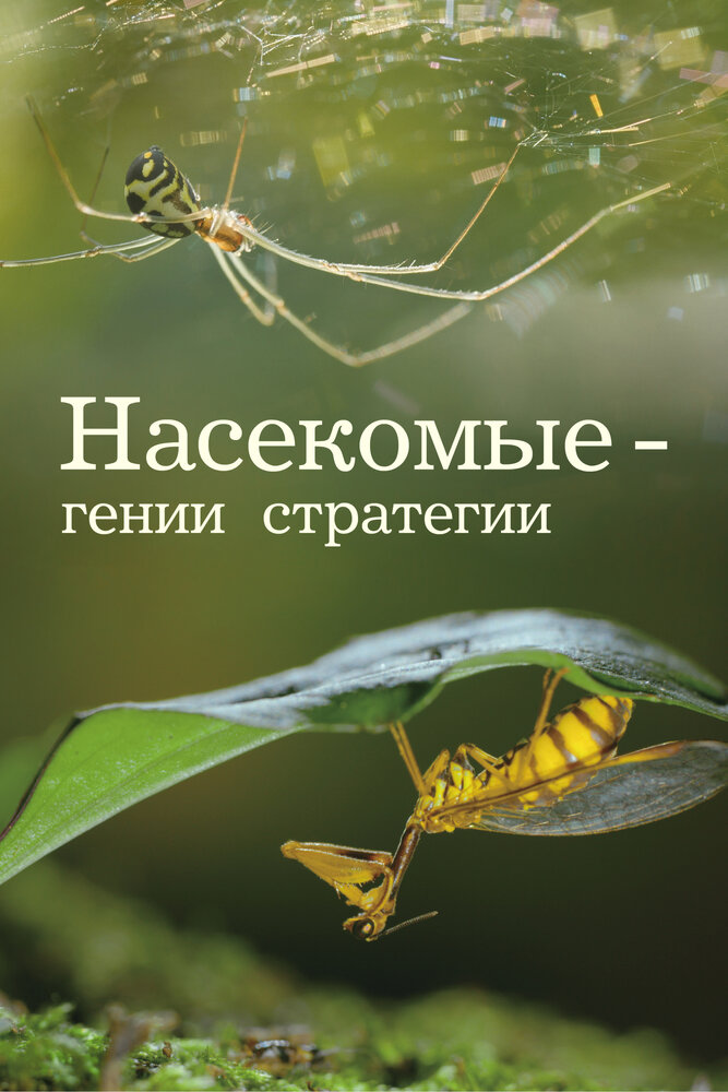Насекомые – гении стратегии