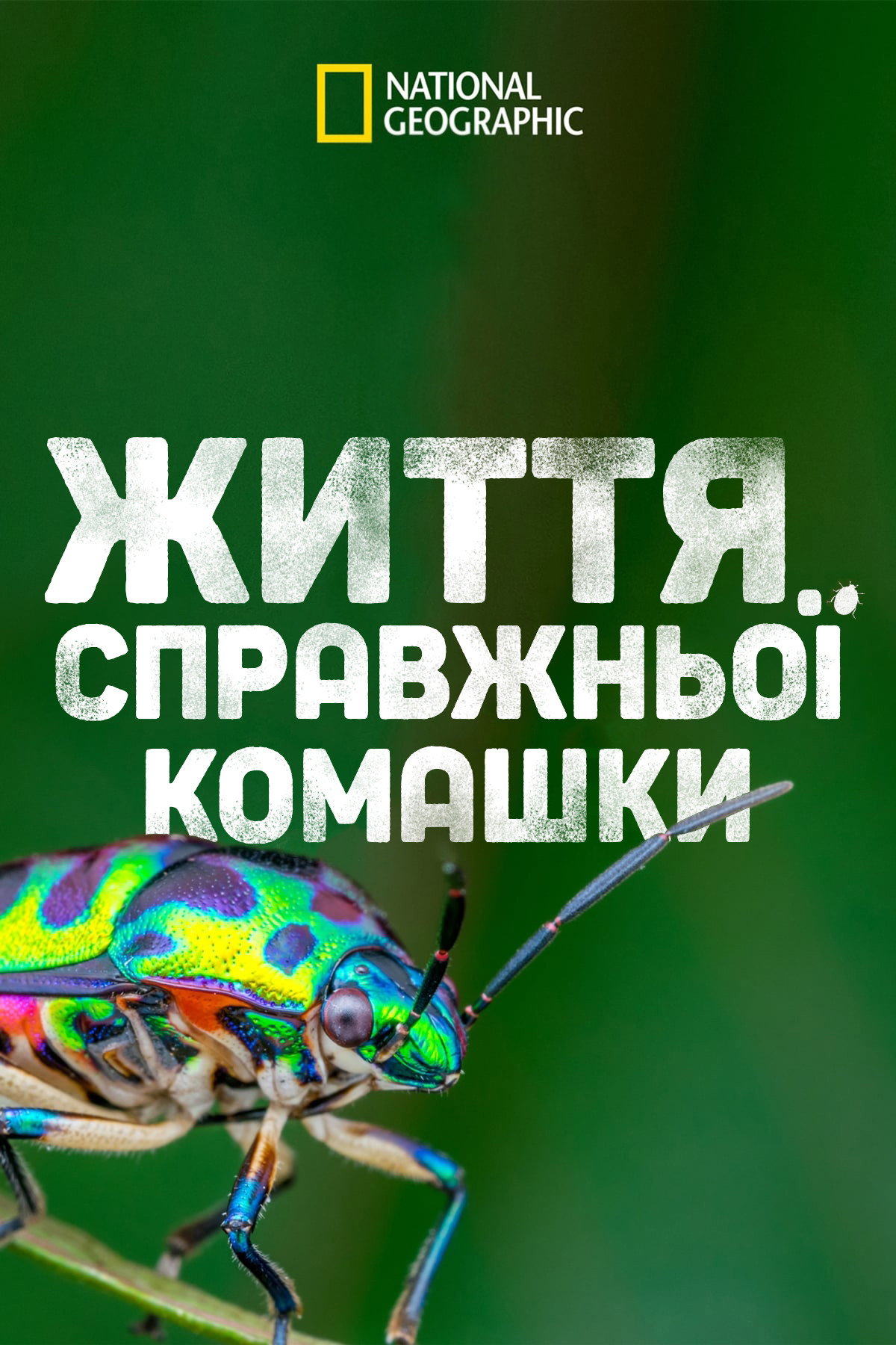 Приключения настоящего Флика