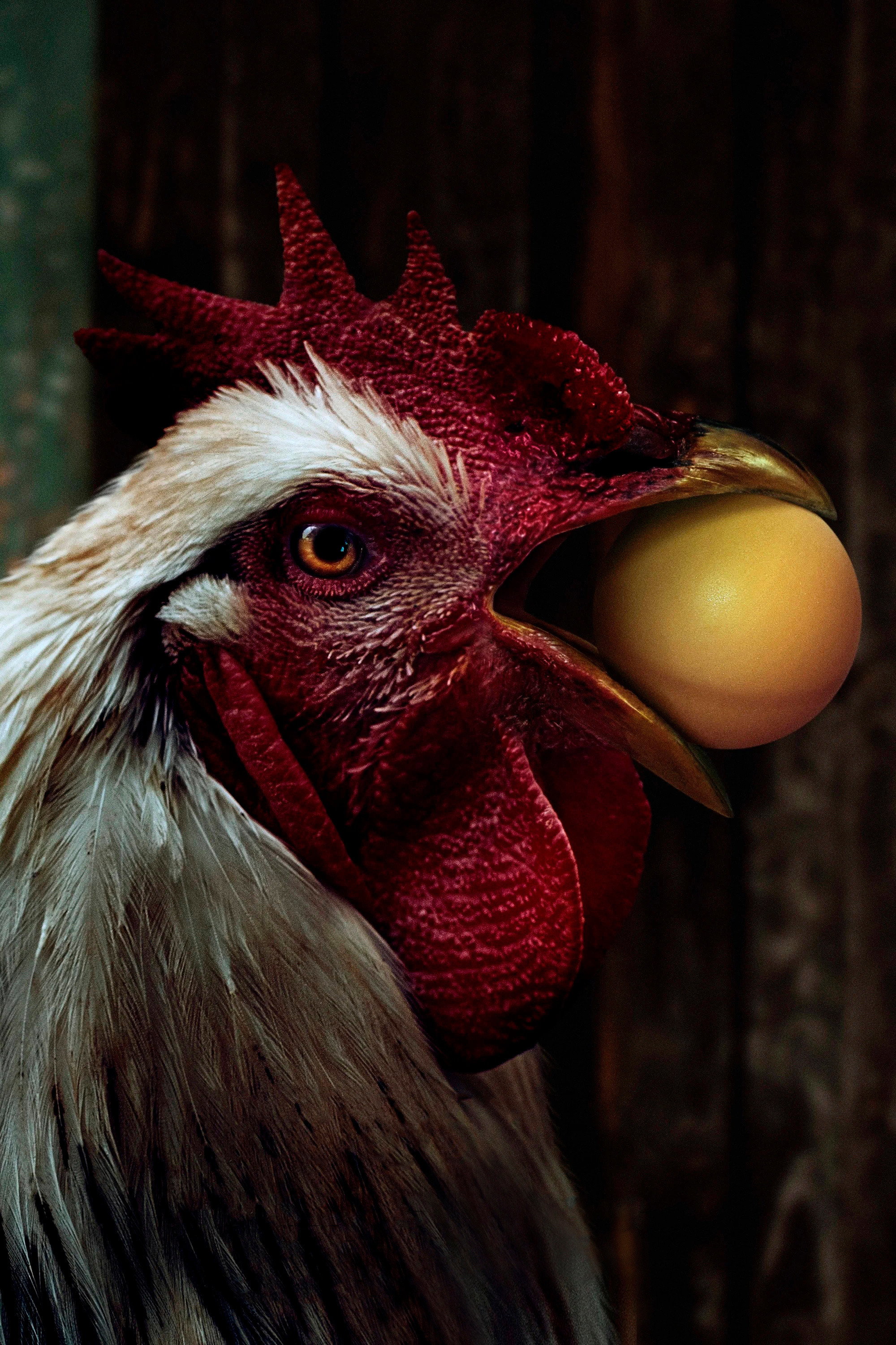 The Rooster