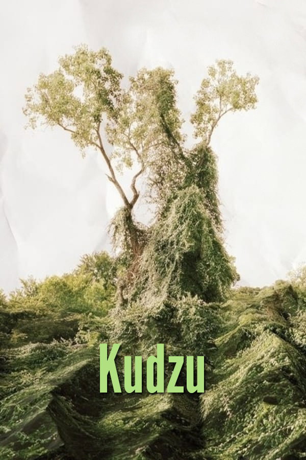Кудзу
