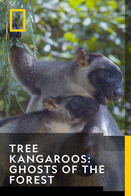 Baumkängurus im australischen Regenwald