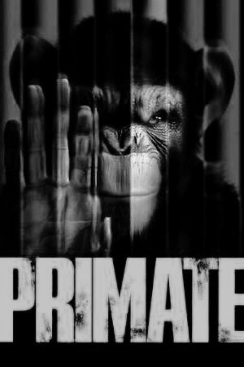 Primate