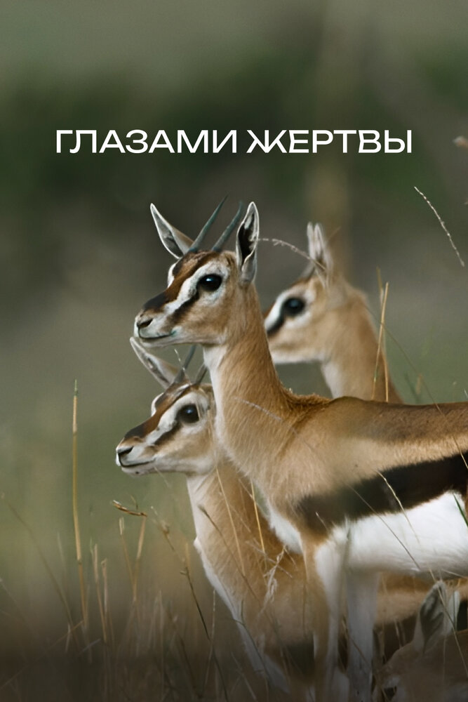 Глазами жертвы