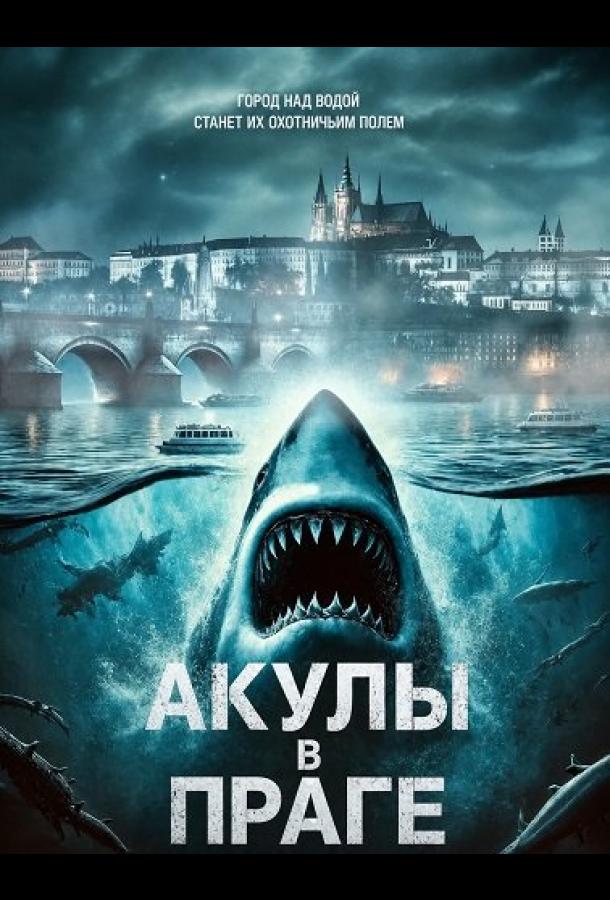 Sharks in Prague