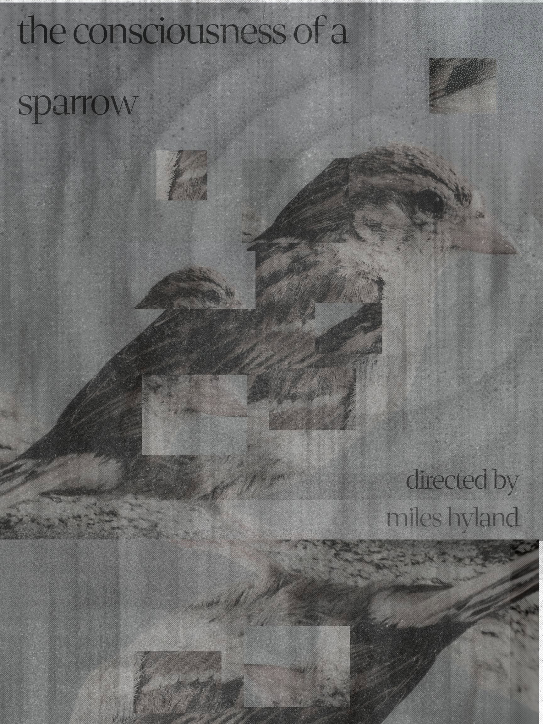 The Consciousness of a Sparrow