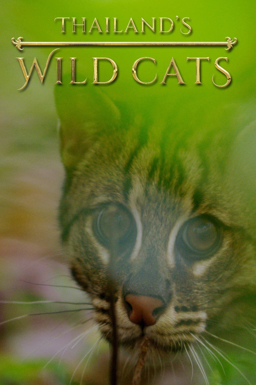 Thailand's Wild Cats