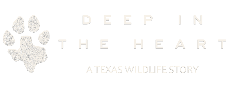 Deep in the Heart: A Texas Wildlife Story
