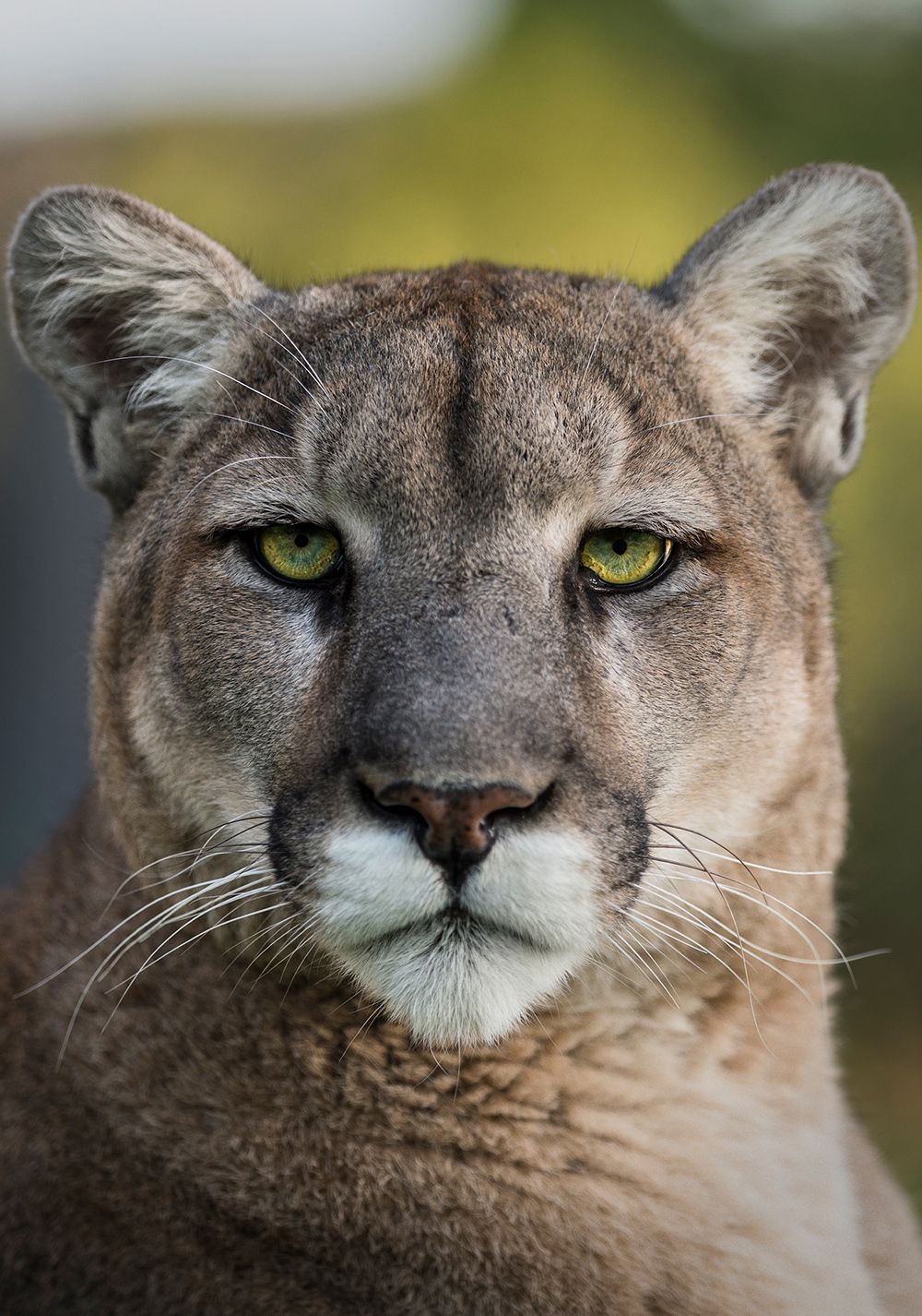 Deep in the Heart: A Texas Wildlife Story