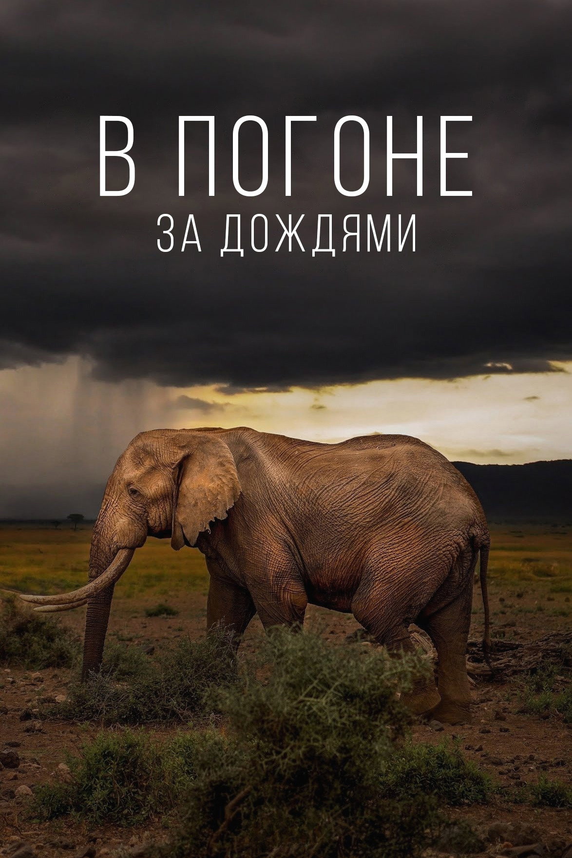В погоне за дождями