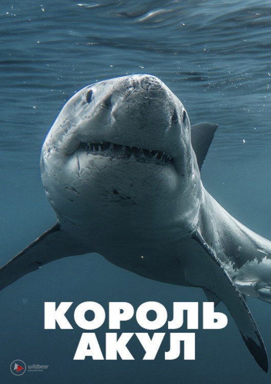 Король акул